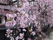 Kakunodate - Sakura and Samurai (03:40)
