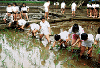planting rice