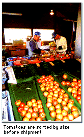 Tomatoes are sorted by size before shipment.