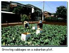 Growing cabbages on a suburban plot.