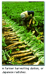 A farmer harvesting daikon, or Japanese radishes.