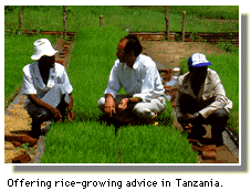 Offering rice-growing advice in Tanzania.