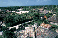 Stands of trees are planted around houses in Okinawa to keep typhoon damage to a minimum.