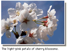 The light-pink petals of cherry blossoms.