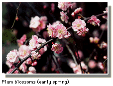 Plum blossoms (early spring).