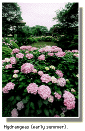 Hydrangeas (early summer).