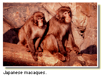 Japanese macaques.