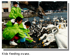 Kids feeding swans.