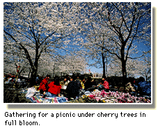 Gathering for a picnic under cherry trees in full bloom in April.