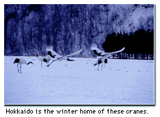 Hokkaido is the winter home of these cranes.