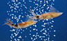 Toyama: Firefly Squid