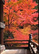 herbst