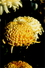 Chrysanthemums (autumn).
