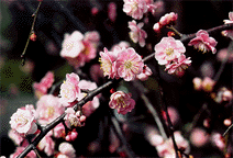 Plum blossoms (early spring).