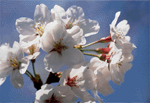 Cherry blossoms (spring).
