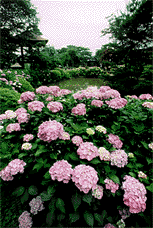 Hydrangeas (early summer).