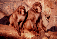 Japanese macaques.