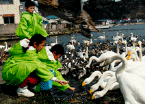 Kids feeding swans.