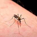 A mosquito's proboscis.
