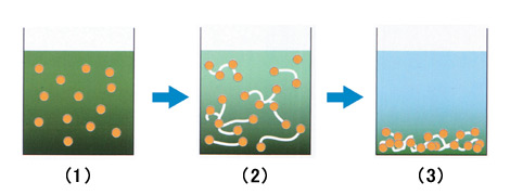 How polyglutamic acid precipitates dirt and pollutants to make the water clean.