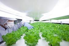 A grower checking how lettuce is growing