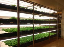 Vegetable-growing facility on the wall of a conference room. Harvested vegetables are supplied to an employee cafeteria.