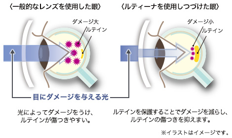 特殊（とくしゅ）なレンズ「ルティーナ」は、目に有害な光を大幅（おおはば）カット。目の健康に関わる成分「ルテイン」を保護します。©東海光学株式会社