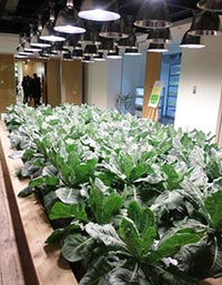 １階ホールで栽培している野菜。育成状況に合わせて照明時間を調整する