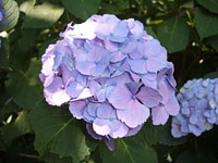 ajisai
