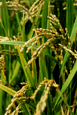 Ears of rice, ready for harvesting.