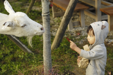 生态环保的除草法山羊绵羊大显身手 What S Cool Kids Web Japan Web Japan