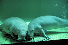 5)	The male and female dugongs at the Toba Aquarium. Jun'ichi, the male, is on the right.