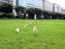 A goat trimming the grass at a planned development site in front of the station (courtesy of Tachihi Holdings)