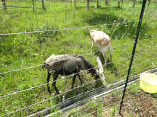 In order to have the animals trim the grass for us, we need to prepare fences and drinking water, etc (courtesy of World Ranch)