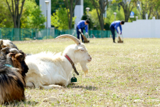 Goats wearing name tags around their necks that say “Belongs to the General Affairs Department.” (courtesy of Tachihi Holdings)