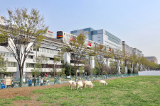 Goats trimming the grass in a busy spot near a station. Lots of people stop to look at them (courtesy of Tachihi Holdings)