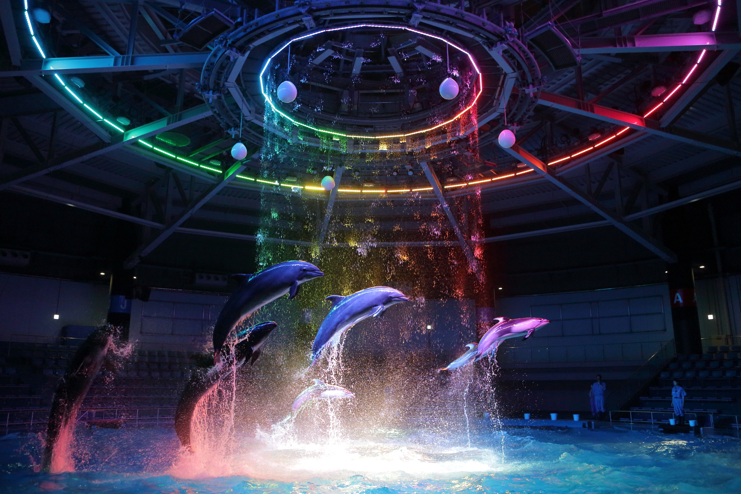 Los delfines saltando a tiempo con la cortina de agua y la iluminación - Aqua Park Shinagawa