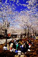 Spring: Cherry-blossom viewing over boxed lunches.