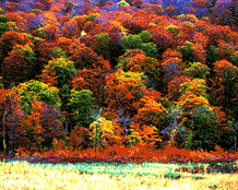 Autumn: Colorful elegance of autumn foliage.