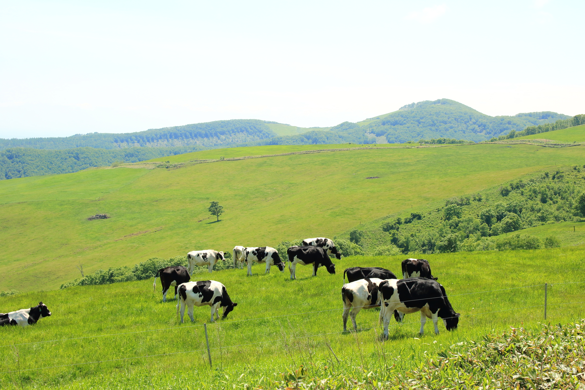 A farm in the Tokachi Plai