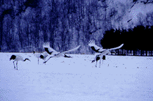 Hokkaido is the winter home of these cranes.