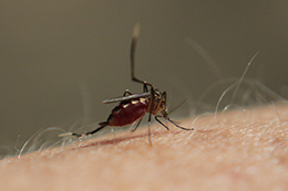 The idea for the needle was based on the proboscis of the mosquito, as you do not feel pain when it bites you. The mosquito's proboscis has very small saw teeth that seem to lessen the pain.