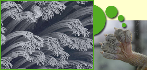 The underside of a gecko's foot (right) and an enlargement of the tip of a gecko's foot.