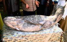 coelacanth