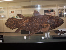 coelacanth