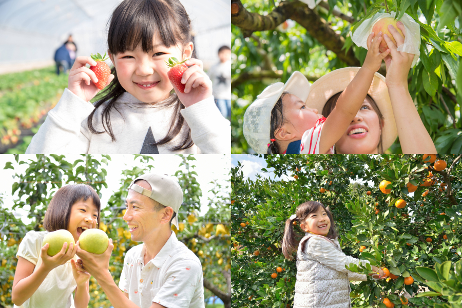 Top left: Lots of people in Japan go strawberry picking in the spring. Top right: Peach picking is fun in the summer. Bottom left: One popular fall activity is to go picking Japanese pears. Bottom right: You can pick mikan oranges (satsuma oranges) in the winter, too.