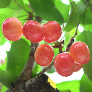 Cherries are the most popular choice in the spring at a tourist farm in Gunma.