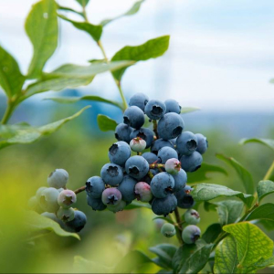 You can pick blueberries in the summer.