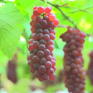 Grapes are one type of fun fruit to pick in the fall.