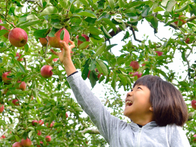 Many people enjoy picking apples in the winter.